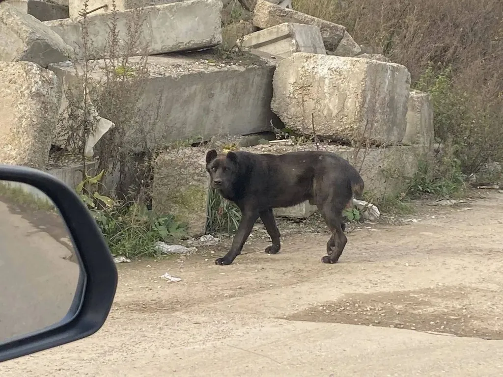 Found dog in Eremino — identification photo, lost & found pet database Pathfinder