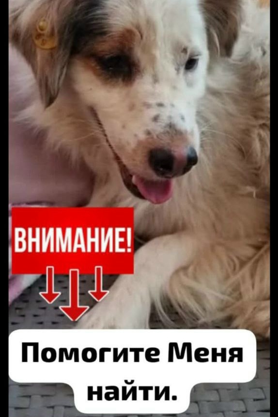 Lost white dog in Fenino — identification photo, lost & found pet database Pathfinder