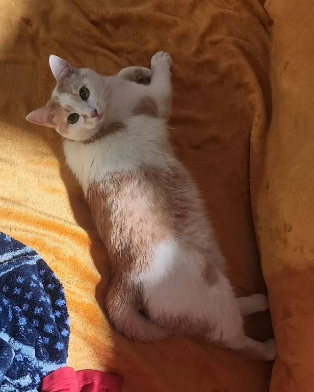 Lost white cat, метис in Krasnye Kholmy — identification photo, lost & found pet database Pathfinder