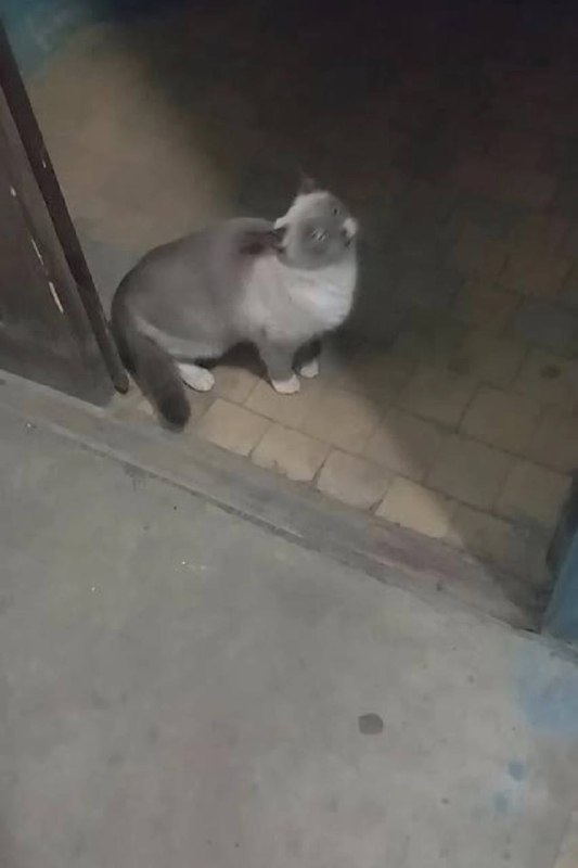 Found gray cat, тайская in Verkhnyaya Pyshma — identification photo, lost & found pet database Pathfinder