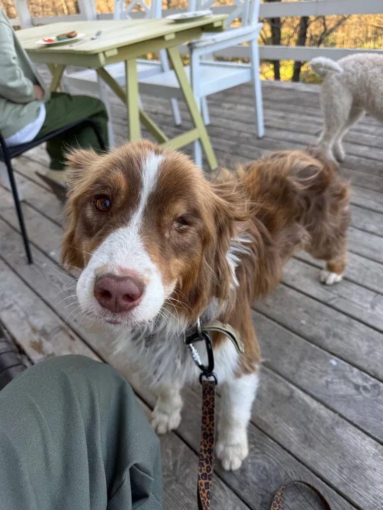Found dog, аусси in Zlobino — identification photo, lost & found pet database Pathfinder