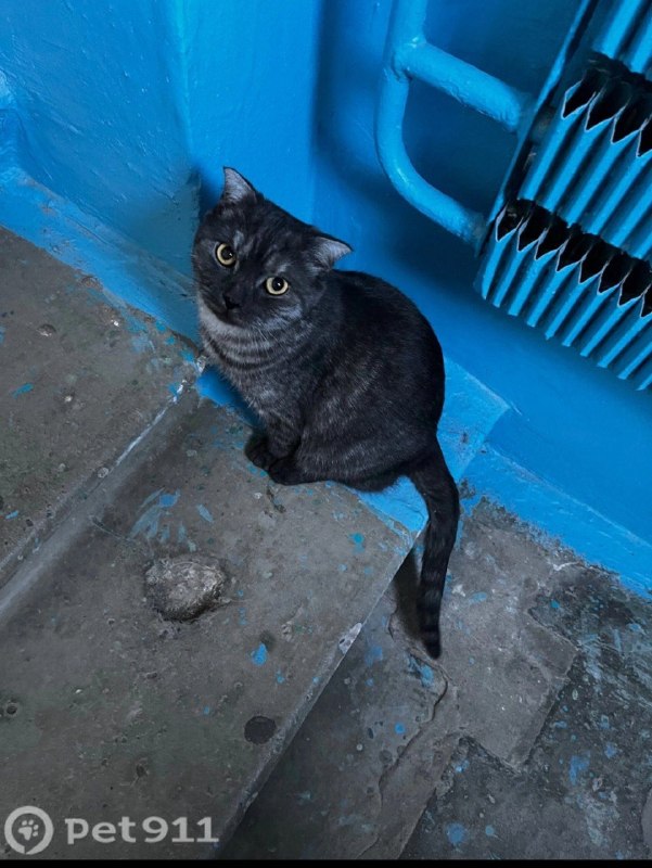 Found gray cat, вислоухая in Volzhskiy — identification photo, lost & found pet database Pathfinder
