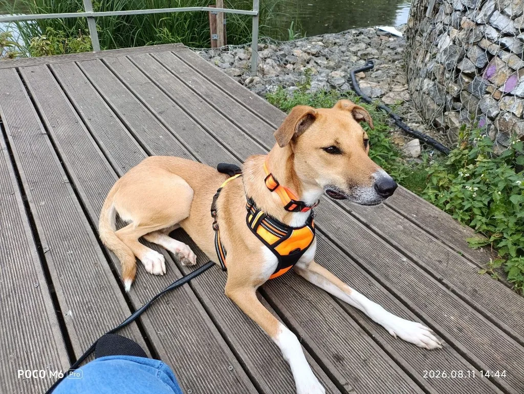 Lost dog, дворняжка in Troitsk — identification photo, lost & found pet database Pathfinder
