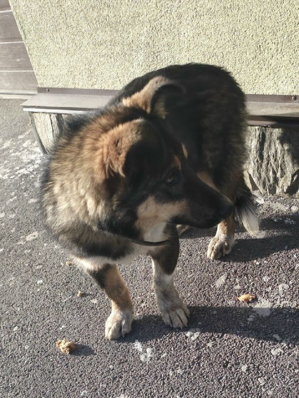 Found brown dog in Goluboy Zaliv — identification photo, lost & found pet database Pathfinder