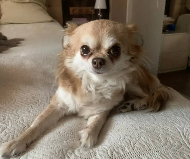 Lost white dog, чихуахуа in Murino — identification photo, lost & found pet database Pathfinder
