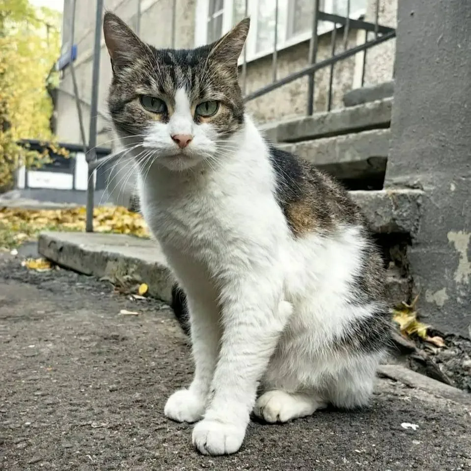 Adoptable cat in Moscow — identification photo, lost & found pet database Pathfinder