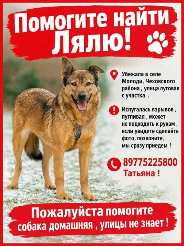 Lost dog, метис in Molodi — identification photo, lost & found pet database Pathfinder