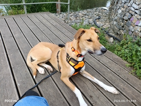 Lost fawn dog, дворняжка in Troitsk — identification photo, lost & found pet database Pathfinder