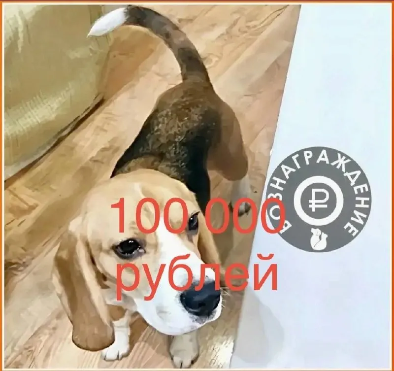 Lost dog, бигль in Pervouralsk — identification photo, lost & found pet database Pathfinder