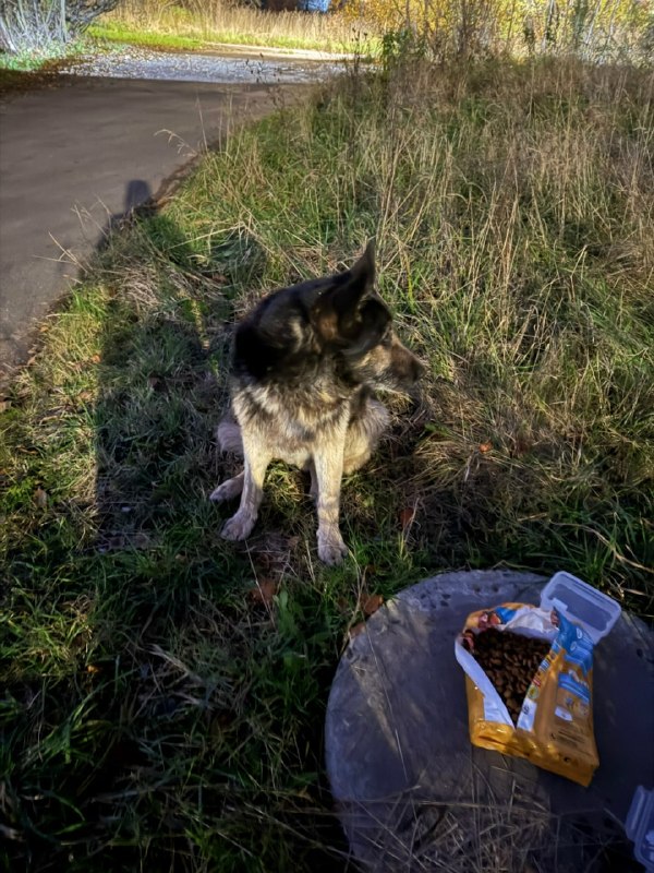 Found dog, овчарка in Saint Petersburg — identification photo, lost & found pet database Pathfinder