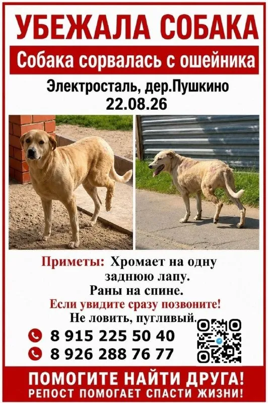 Lost fawn dog in Elektrostal — identification photo, lost & found pet database Pathfinder