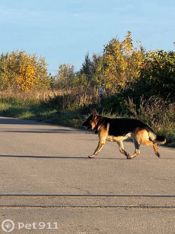 Found brown dog, овчарка in Odintsovo — identification photo, lost & found pet database Pathfinder