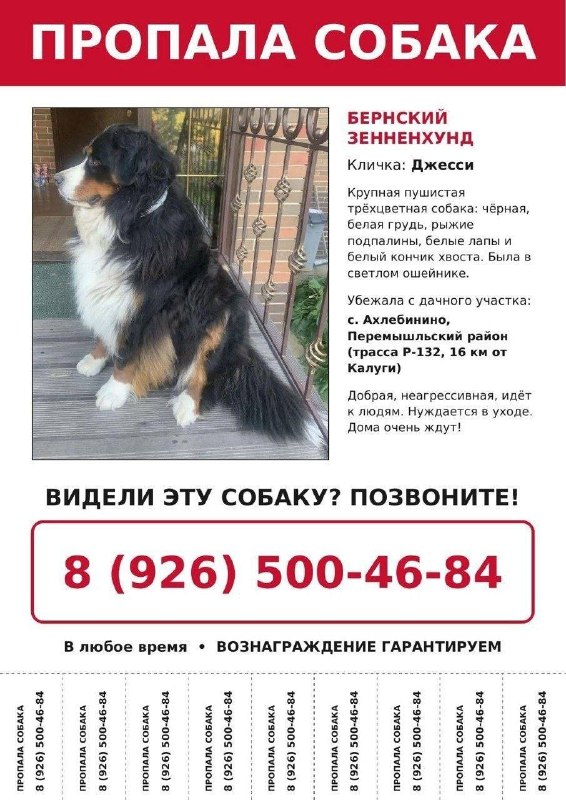 Lost white dog, бернский зенненхунд in Kaluga — identification photo, lost & found pet database Pathfinder