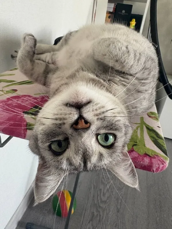 Lost gray cat in Gorki — identification photo, lost & found pet database Pathfinder