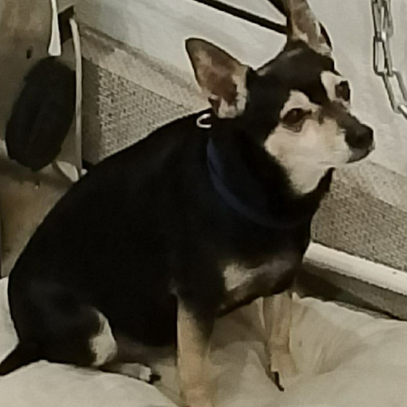 Lost cream dog in Murino — identification photo, lost & found pet database Pathfinder