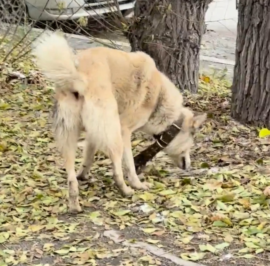 Found cream dog in Novosibirsk — identification photo, lost & found pet database Pathfinder