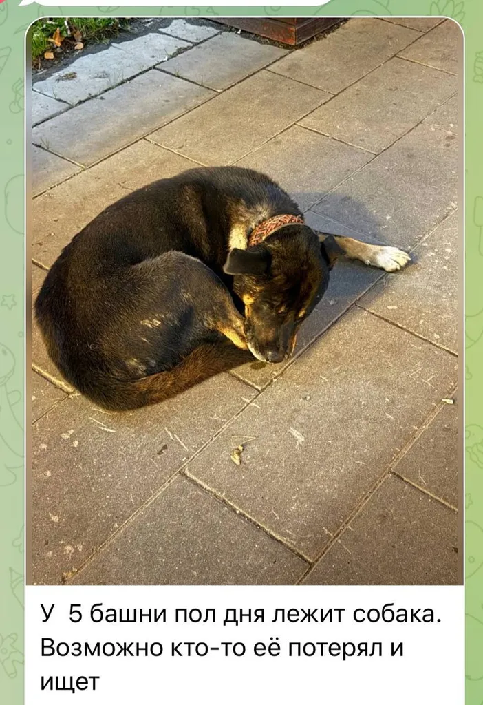 Found dog in Butovo — identification photo, lost & found pet database Pathfinder