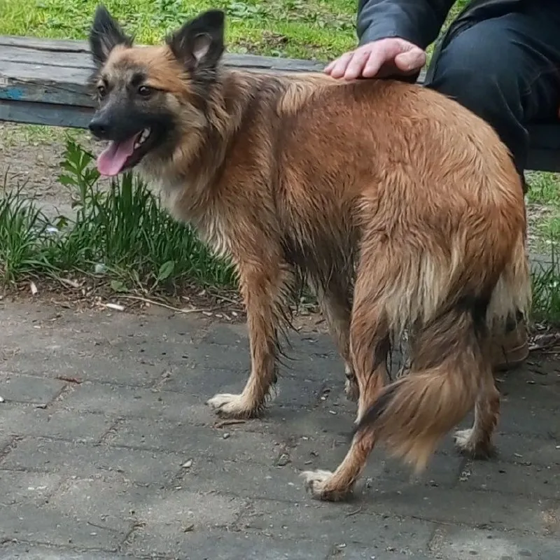 Lost cream dog in Ivanteevka — identification photo, lost & found pet database Pathfinder