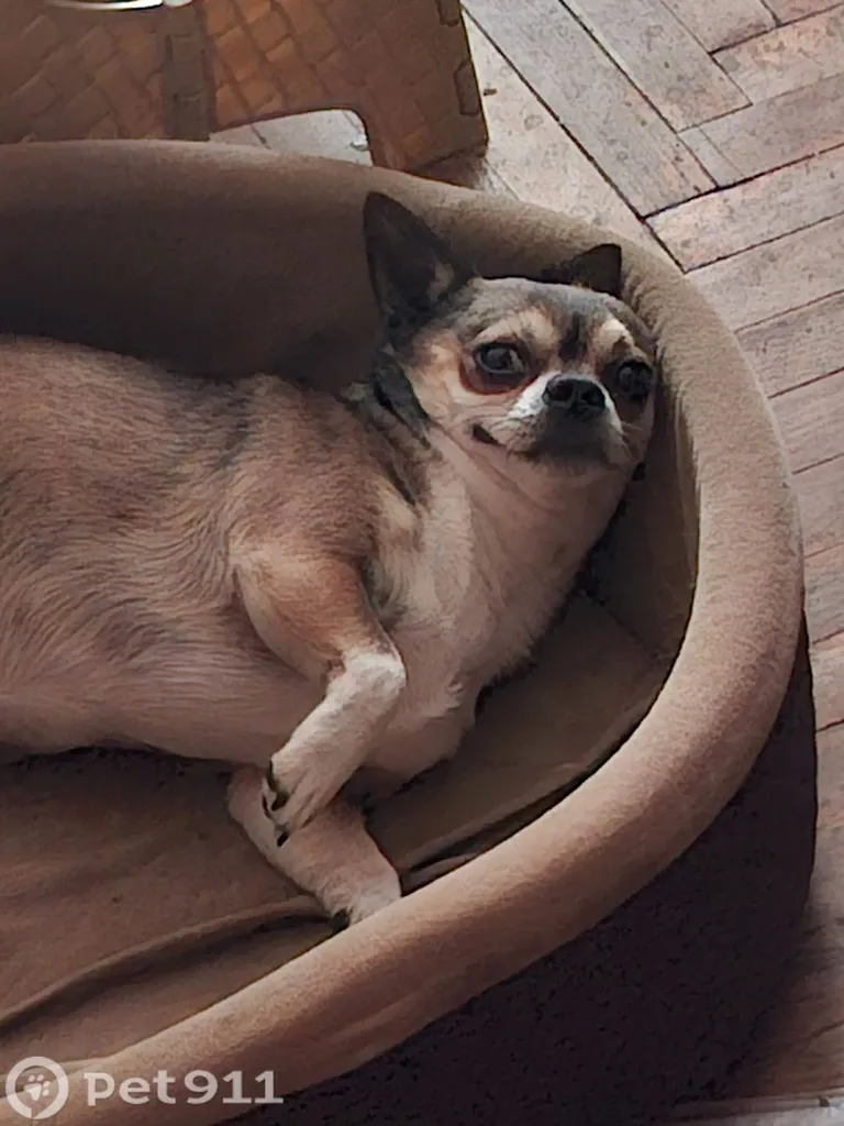 Lost dog, чихуахуа in Moscow — identification photo, lost & found pet database Pathfinder