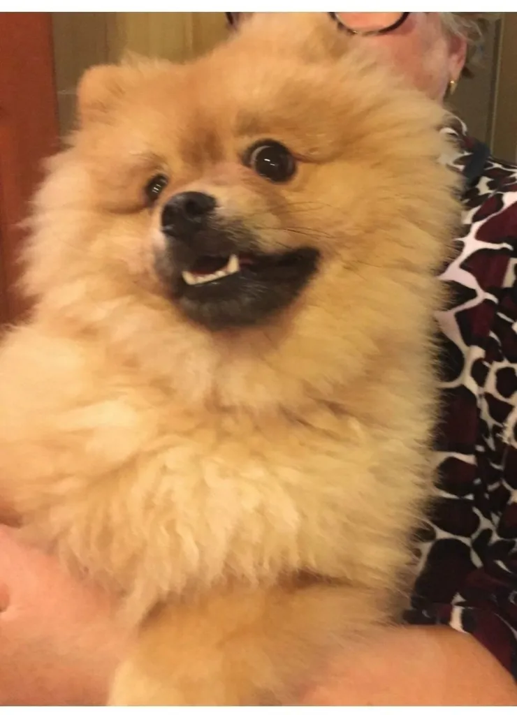 Lost dog, шпиц in Domodedovo — identification photo, lost & found pet database Pathfinder