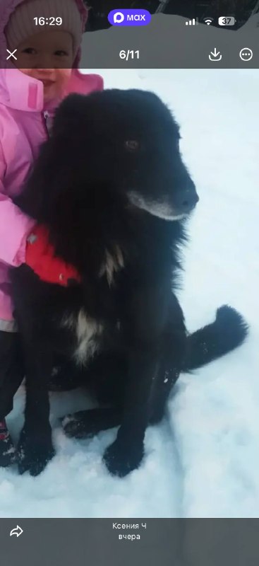 Lost black dog in Medvezhi Ozera — identification photo, lost & found pet database Pathfinder