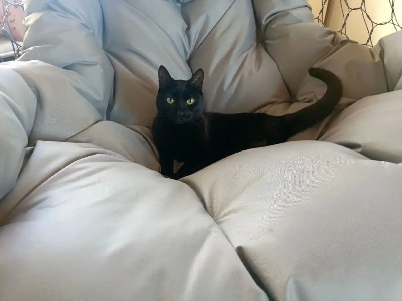 Lost black cat in Fomino — identification photo, lost & found pet database Pathfinder