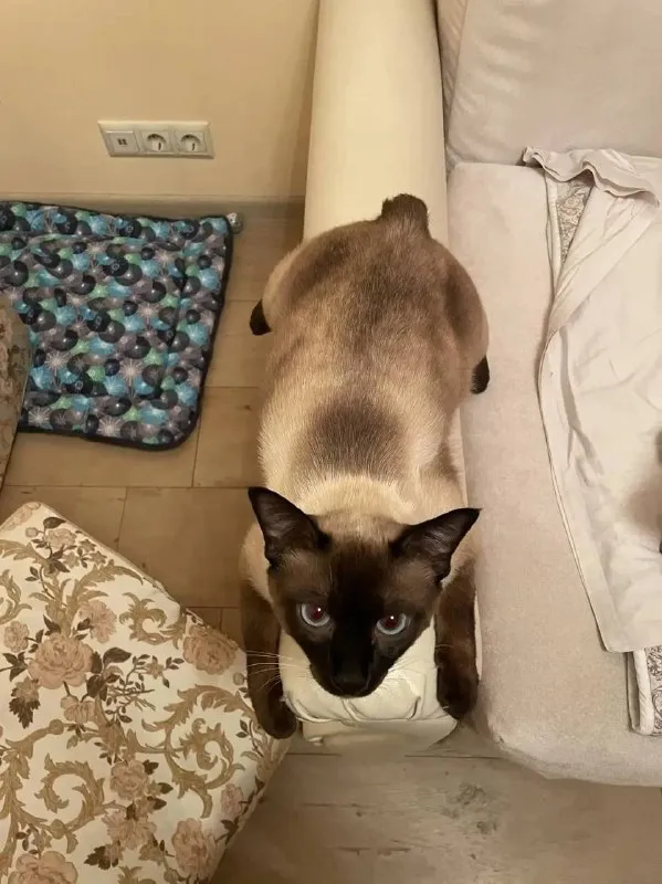 Lost cream cat, меконгский бобтейл in Grigorovo — identification photo, lost & found pet database Pathfinder