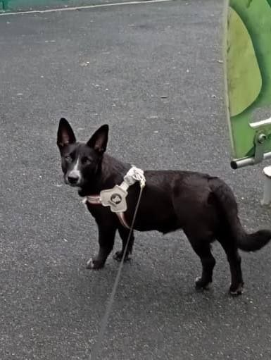 Lost black dog, без породы in Vidnoe — identification photo, lost & found pet database Pathfinder