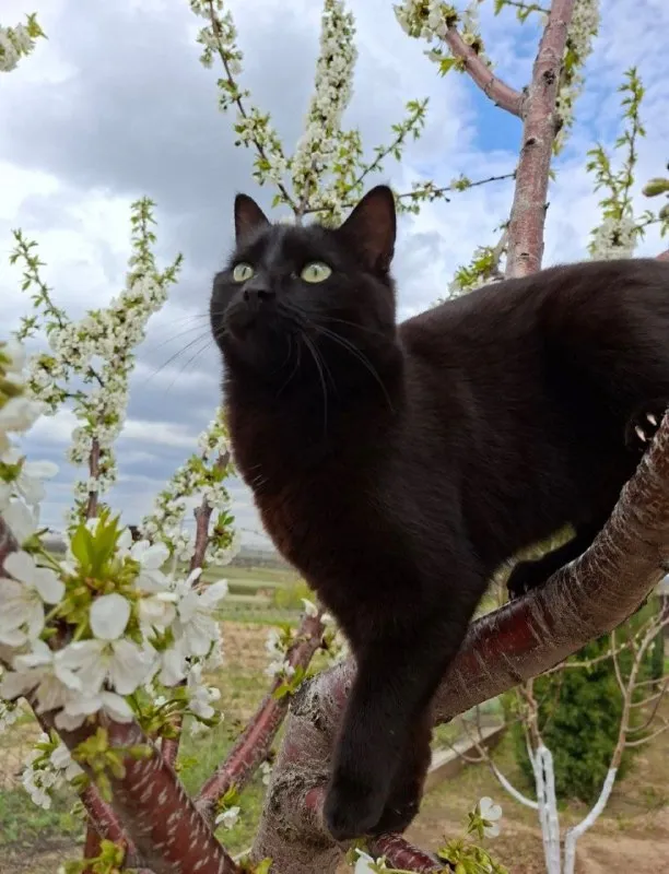 Lost black cat in Verkhnezarechenskiy — identification photo, lost & found pet database Pathfinder