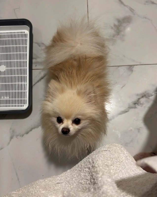 Lost cream dog in Volzhskiy — identification photo, lost & found pet database Pathfinder
