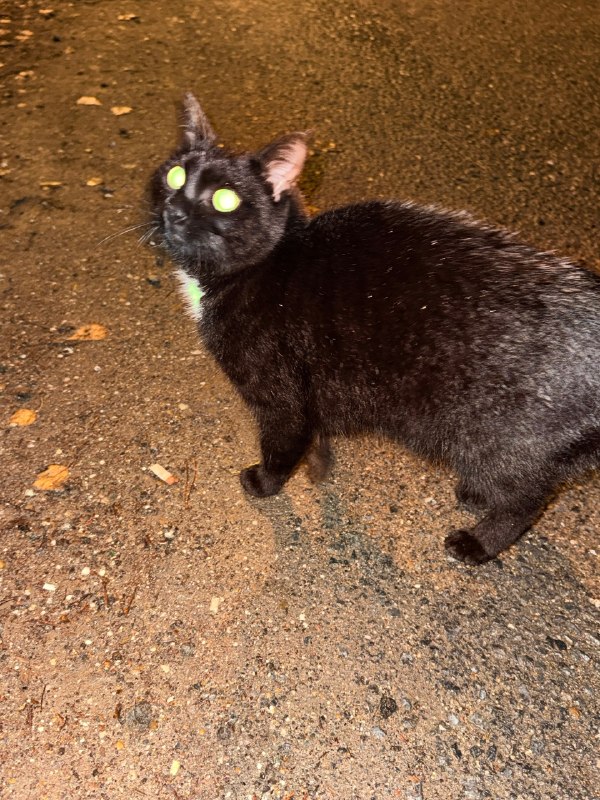 Found white cat in Perm — identification photo, lost & found pet database Pathfinder
