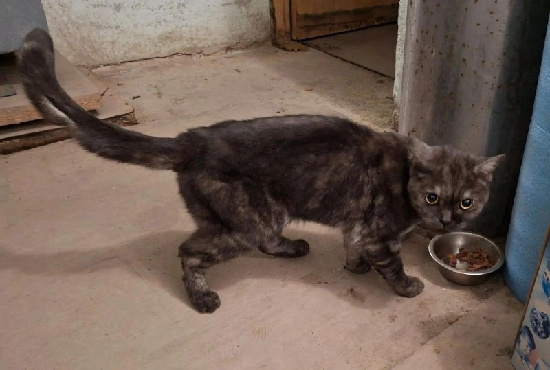 Found gray cat in Perm — identification photo, lost & found pet database Pathfinder