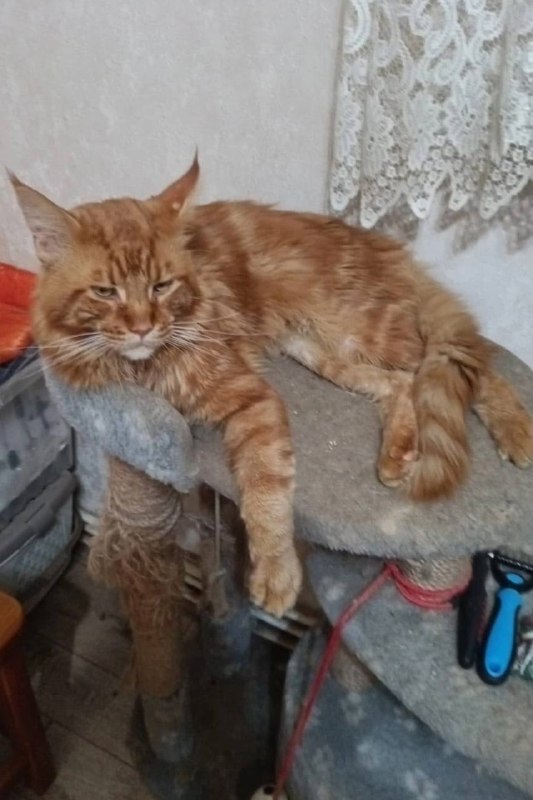 Lost ginger cat, мейн-кун in Baltym — identification photo, lost & found pet database Pathfinder