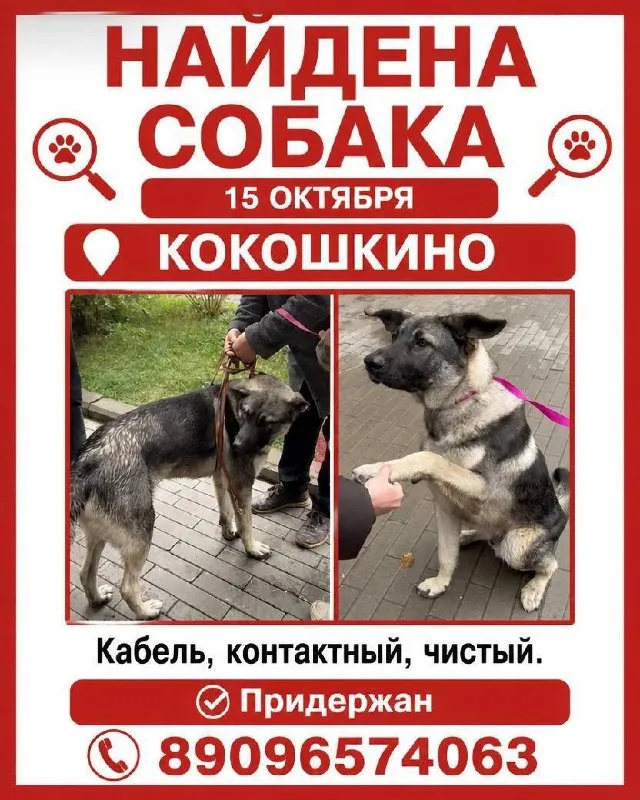 Found dog, метис in Kokoshkino — identification photo, lost & found pet database Pathfinder