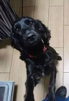 Lost black dog, спаниель in Balashikha — identification photo, lost & found pet database Pathfinder