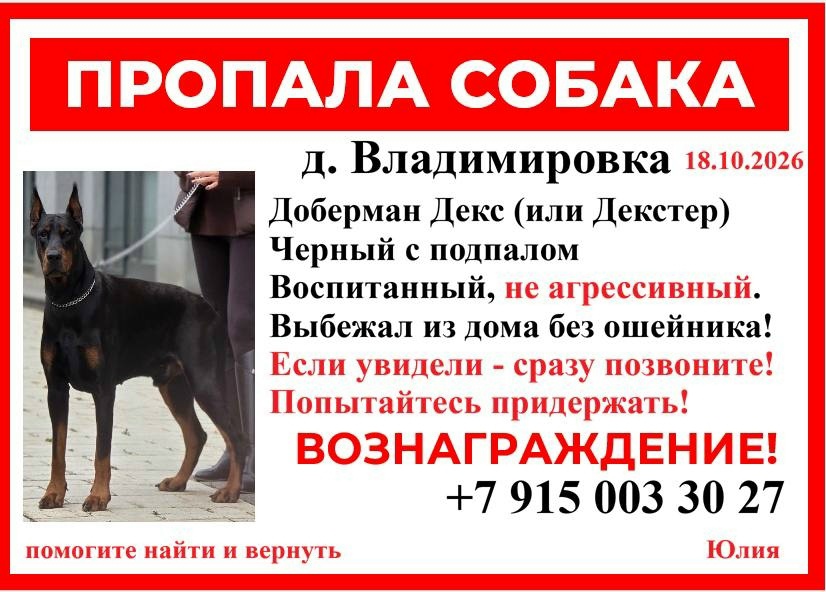 Lost dog, доберман in Vladimirovka — identification photo, lost & found pet database Pathfinder