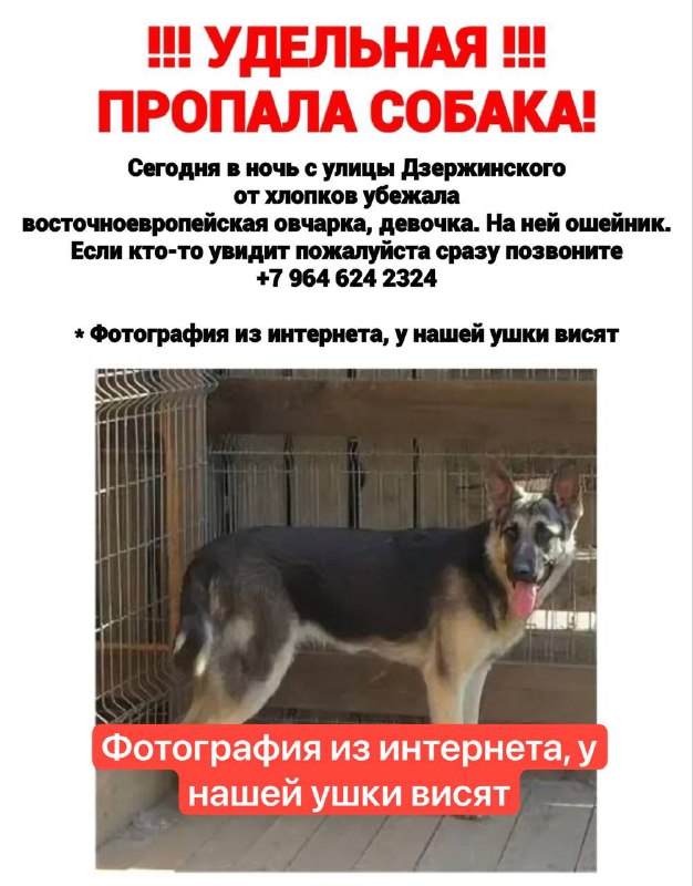 Lost brown dog, восточноевропейская овчарка in Ramenskoe — identification photo, lost & found pet database Pathfinder