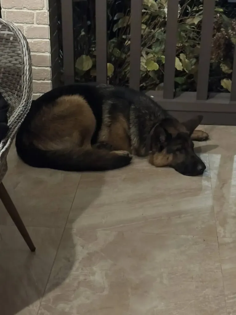 Found dog, немецкая овчарка in Kochetovka — identification photo, lost & found pet database Pathfinder