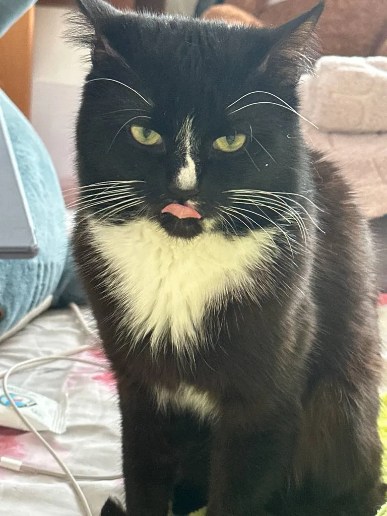 Lost cat in Moscow — identification photo, lost & found pet database Pathfinder
