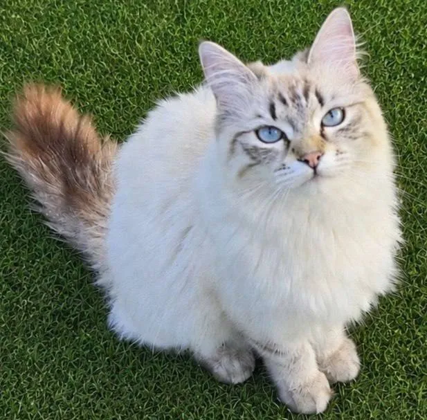 Lost white cat, невская маскарадная in Prokhladnyy — identification photo, lost & found pet database Pathfinder