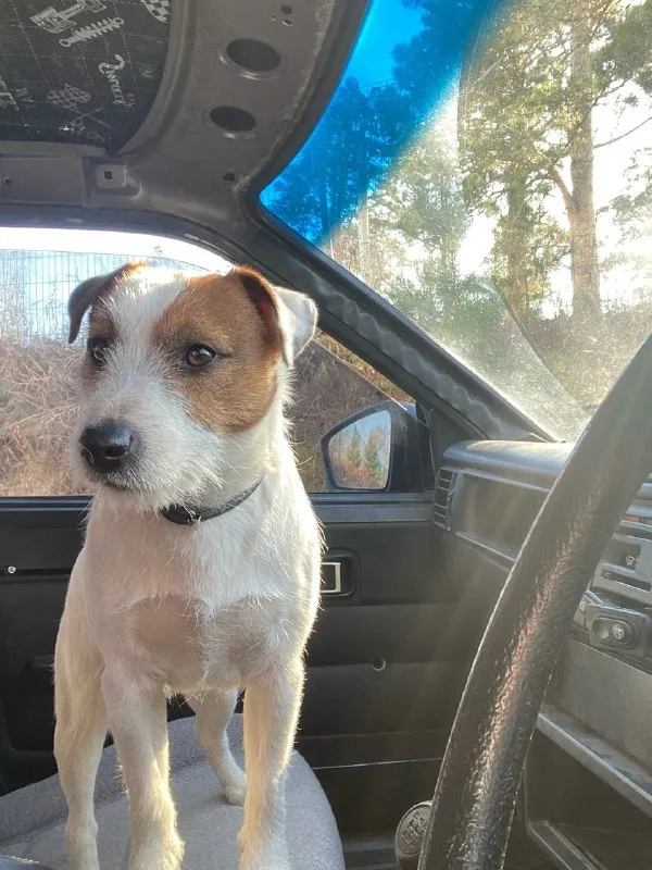 Lost white dog, джек рассел терьер in Krasilovo — identification photo, lost & found pet database Pathfinder