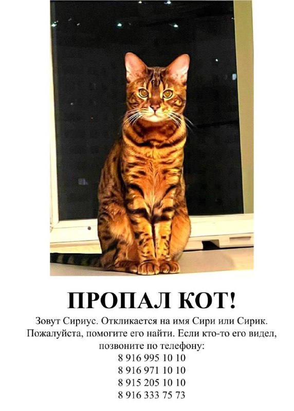 Lost ginger cat in Nemchinovka — identification photo, lost & found pet database Pathfinder