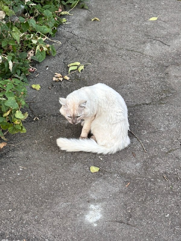 Found white cat in Perm — identification photo, lost & found pet database Pathfinder