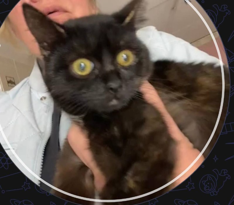 Found black cat in Klimovsk — identification photo, lost & found pet database Pathfinder
