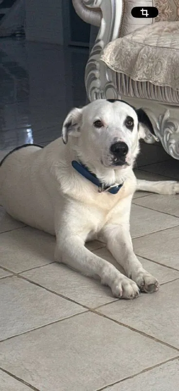 Lost white dog in Khimki — identification photo, lost & found pet database Pathfinder