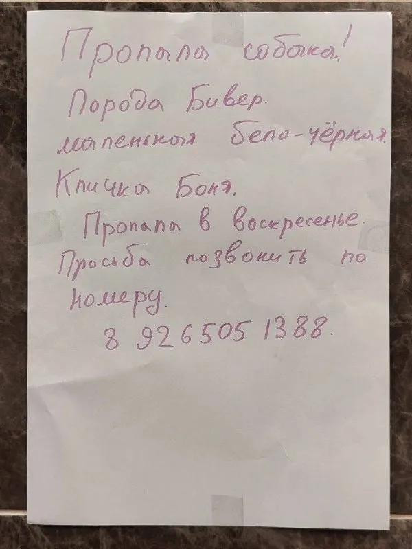 Lost dog, бивер йорк in Kastanaevskaya — identification photo, lost & found pet database Pathfinder