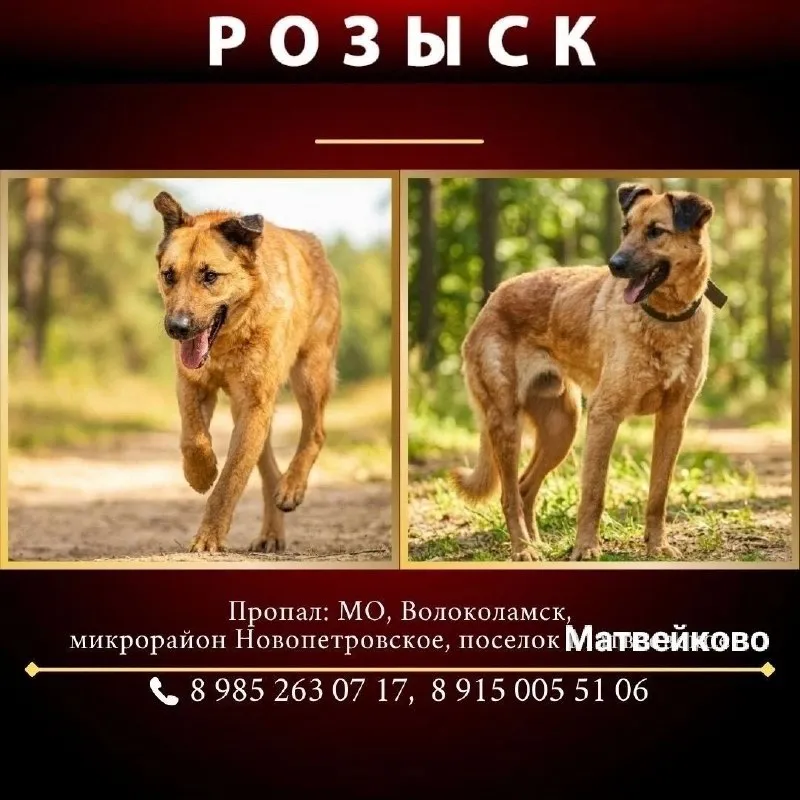 Lost brown dog in Volokolamsk — identification photo, lost & found pet database Pathfinder