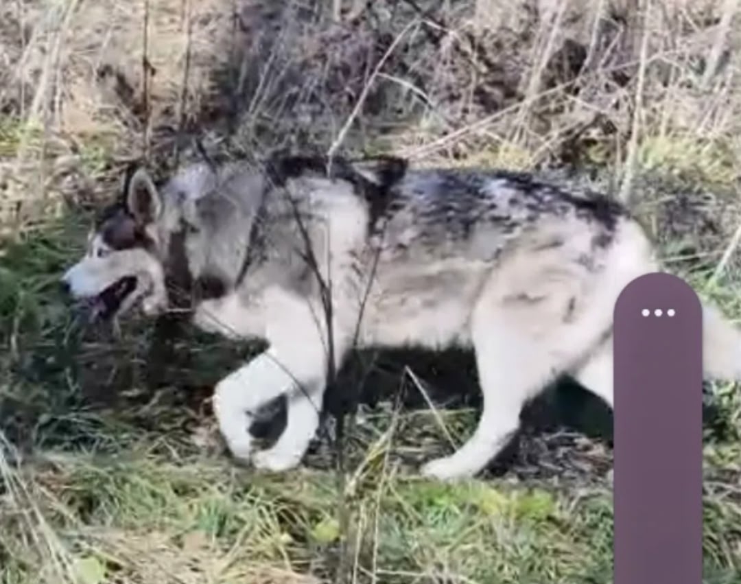 Lost dog, хаски in Seredino — identification photo, lost & found pet database Pathfinder