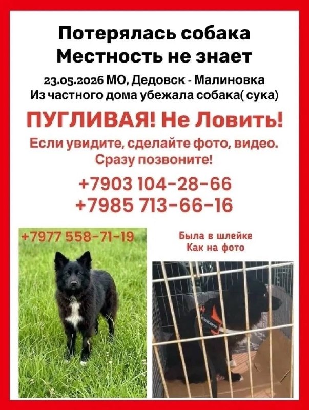 Lost black dog in Dedovsk — identification photo, lost & found pet database Pathfinder