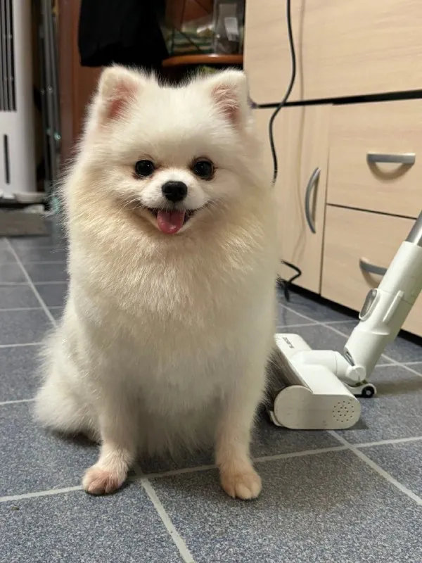 Lost white dog, померанский шпиц in Petrovskoe — identification photo, lost & found pet database Pathfinder